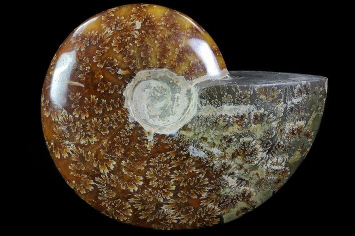 Polished, Agatized Ammonite (Cleoniceras) - Madagascar #76102